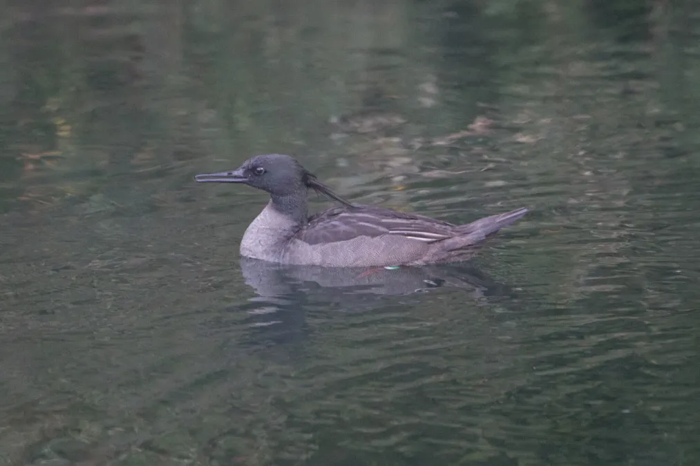 File:Pato-mergulhão (Mergus octosetaceus) no Parque Nacional da Serra da Canastra.jpg