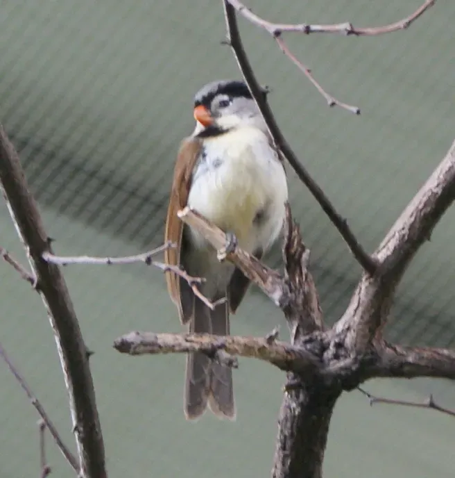 File:Paradoxornis gularis in Prague Zoo 02 (cropped).JPG