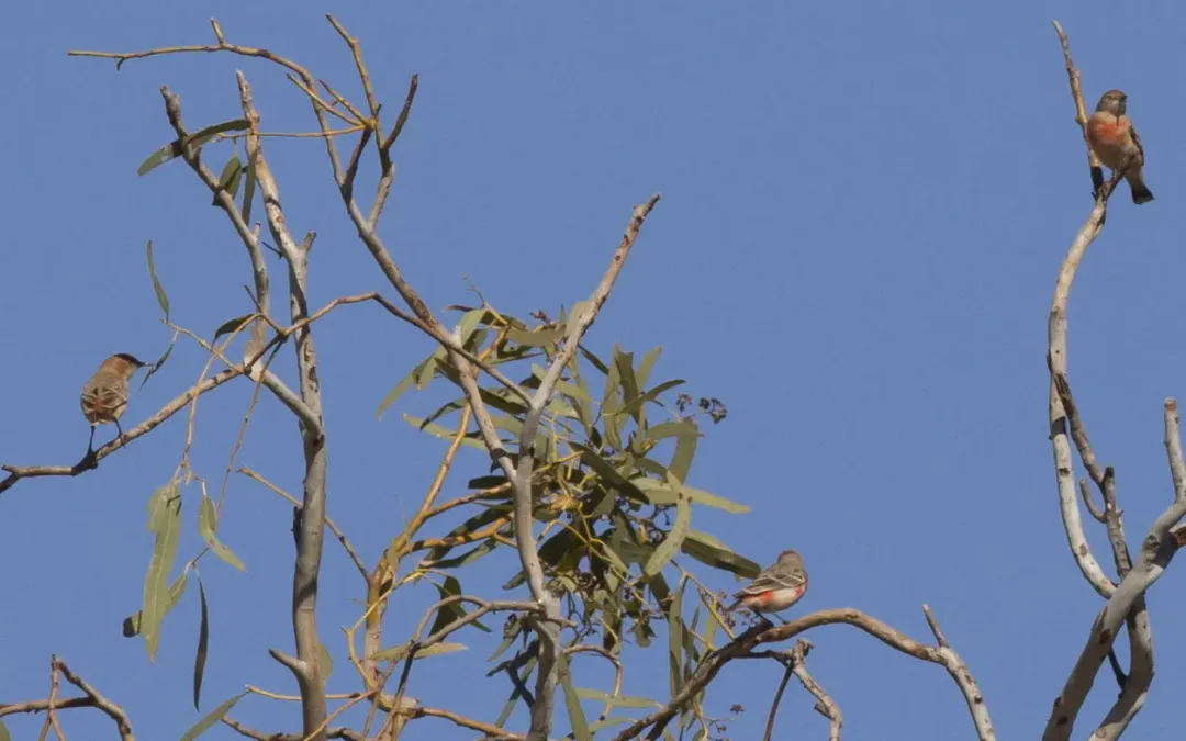 File:Epthianura tricolor (7860346900).jpg