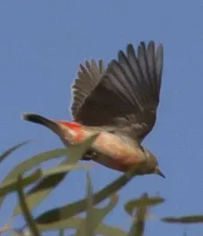 File:Epthianura tricolor (7856964702).jpg