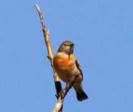 File:Epthianura tricolor (7856965126).jpg