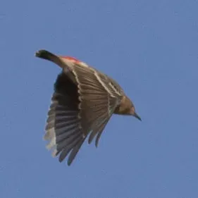 File:Epthianura tricolor (7856964920).jpg