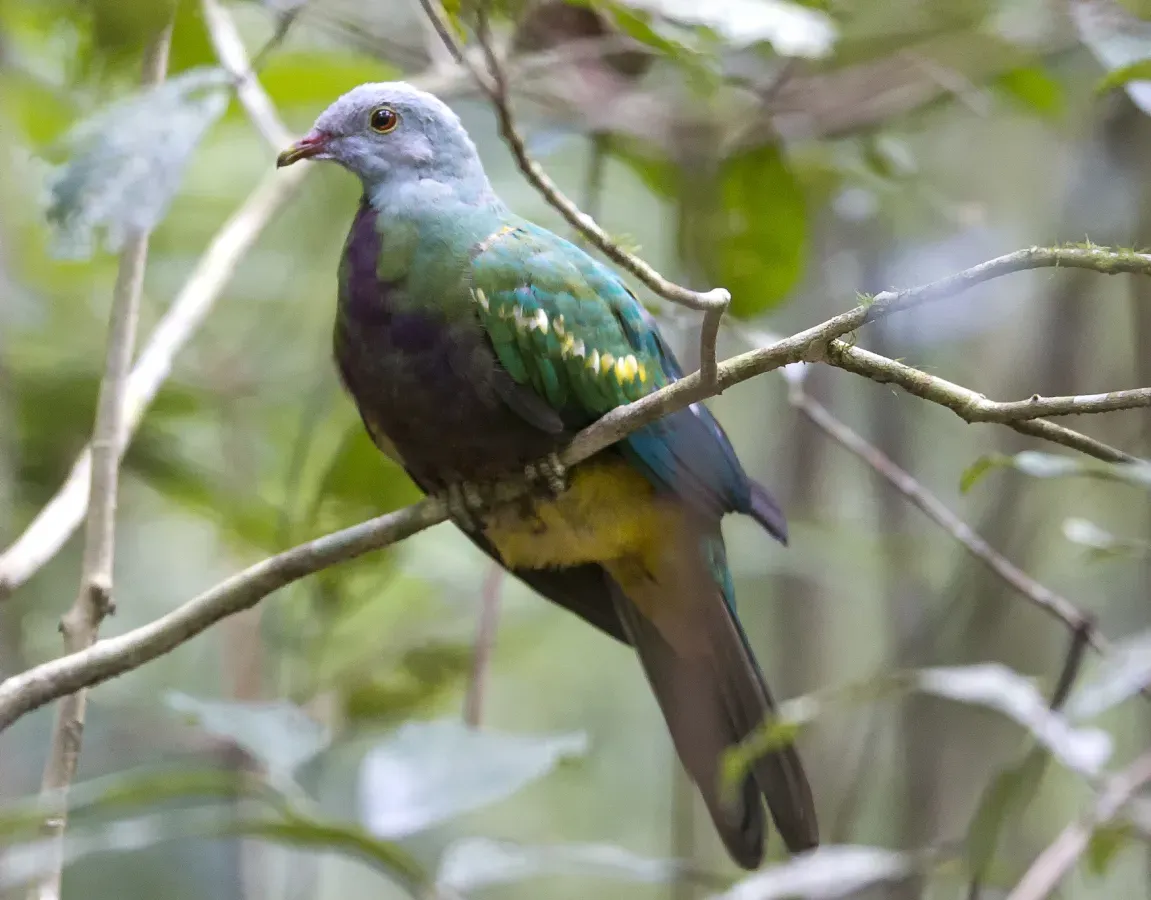 File:Ptilinopus magnificus -North Queensland, Australia-8 (cropped).jpg