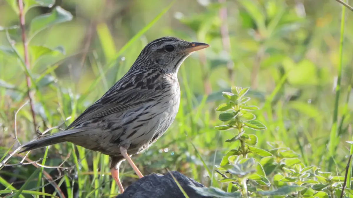 File:Upland Pipit Anthus sylvanus.jpg