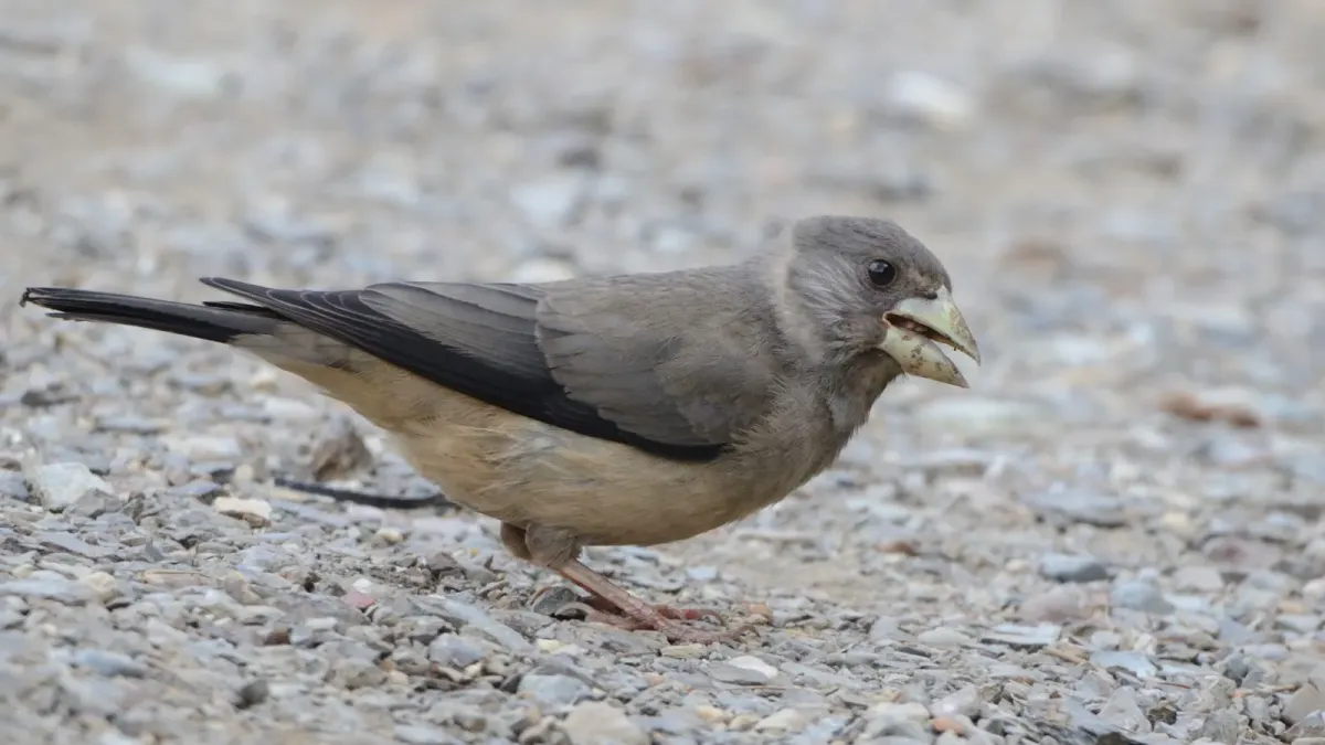 File:Mycerobas icterioides female.jpg