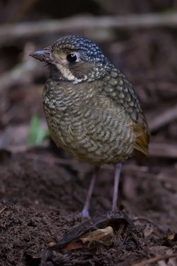 File:Tovacuçu (Grallaria varia).jpg