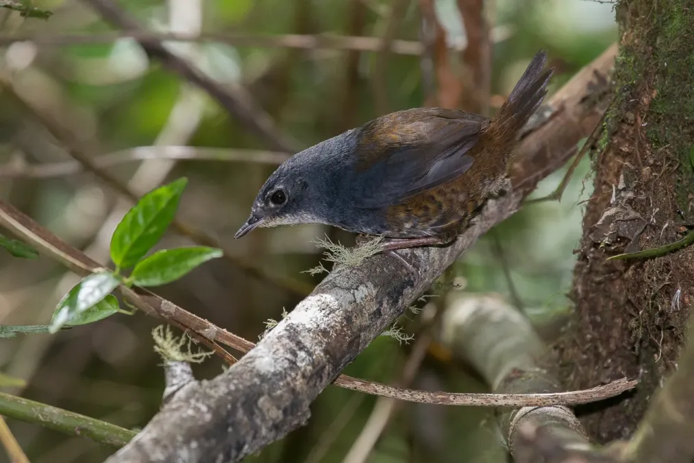 File:Macuquinho (Eleoscytalopus indigoticus) no Parque Estadual Intervales.jpg
