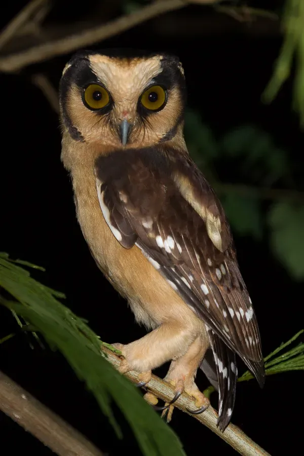 File:Caburé-acanelado (Aegolius harrisii).jpg