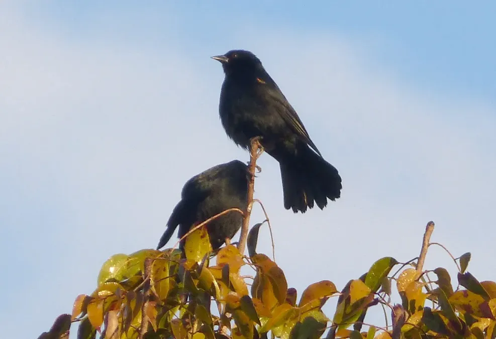 File:Tawny-shouldered Blackbird. Agelaius humeralis - Flickr - gailhampshire.jpg