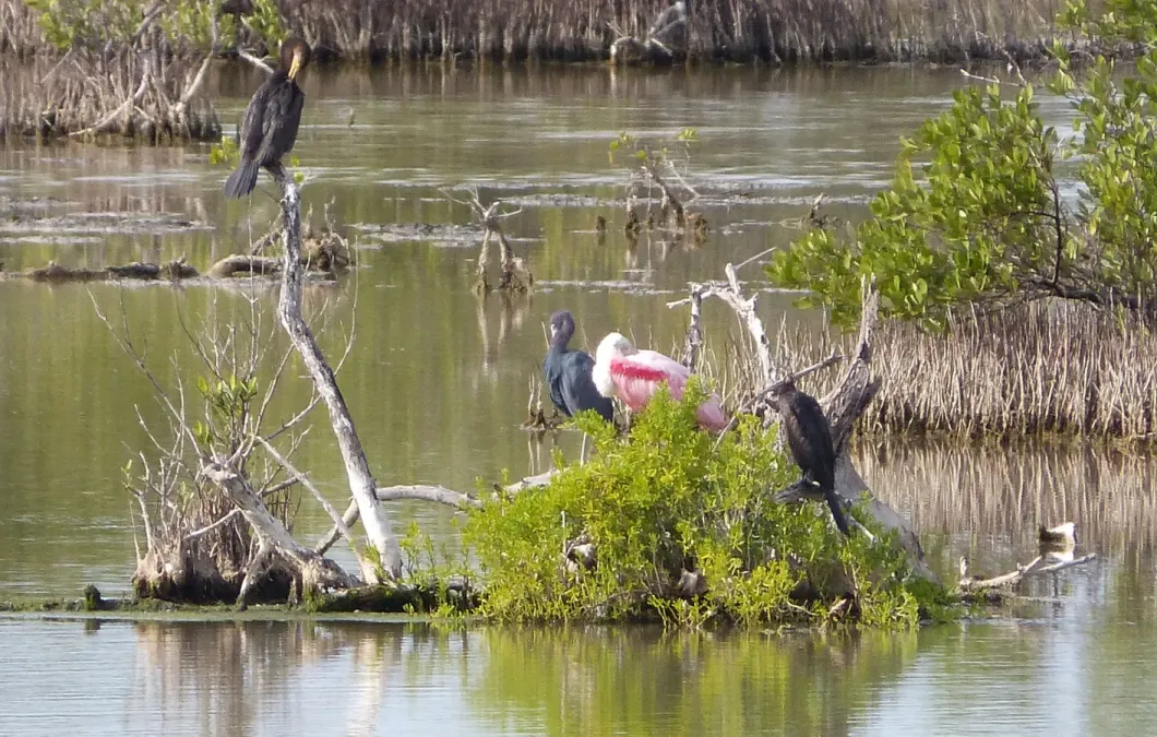 File:Roseate Spoonbill. Platalea ajaja - Flickr - gailhampshire.jpg