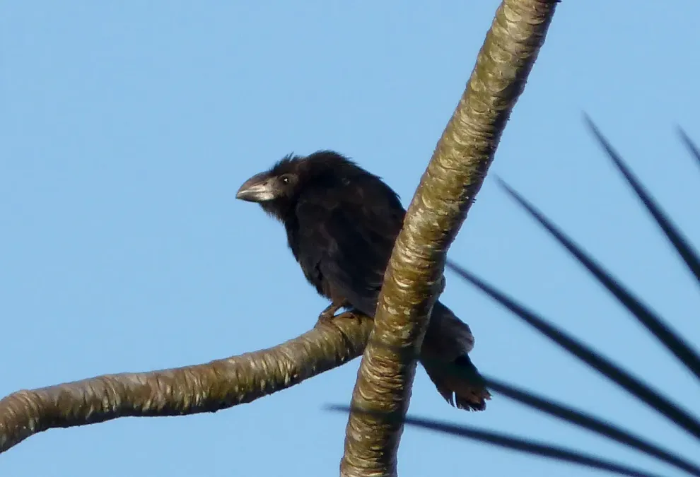 File:Smooth-Billed Ani. Crotophaga ani - Flickr - gailhampshire.jpg