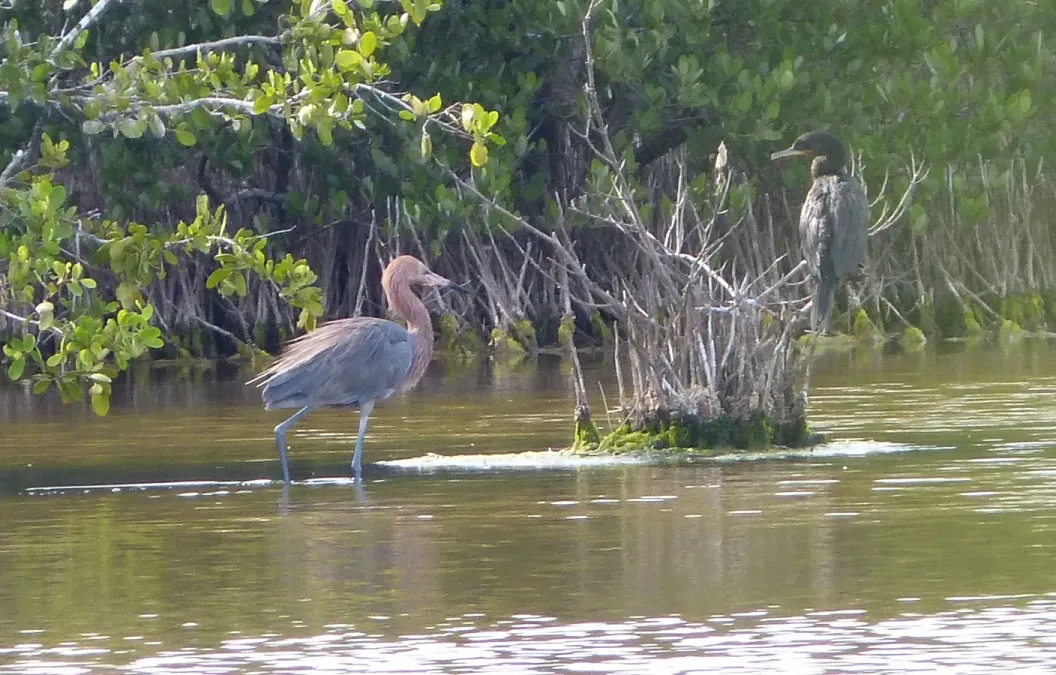 File:Reddish Egret . Egretta rufescens (- Neotropic Cormorant) Phalacrocorax brasilianus - Flickr - gailhampshire.jpg
