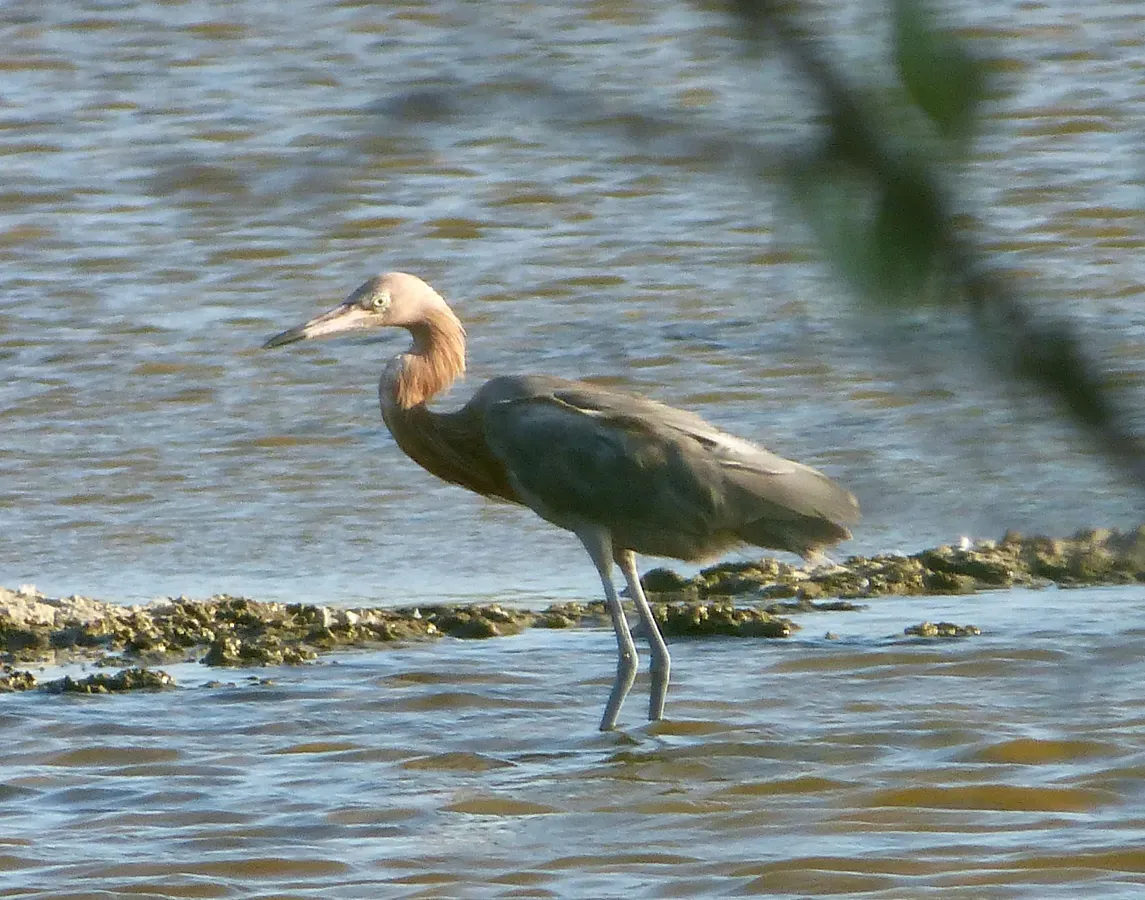 File:Reddish Egret . Egretta rufescens - Flickr - gailhampshire (2).jpg