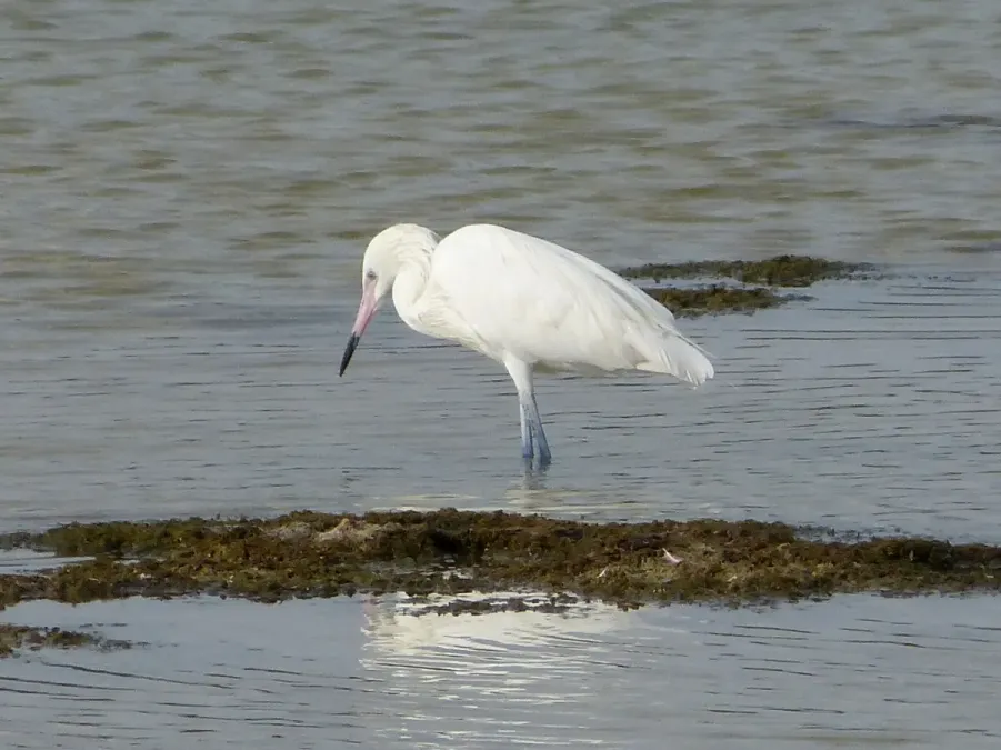 File:Reddish Egret . Egretta rufescens. White phase - Flickr - gailhampshire.jpg
