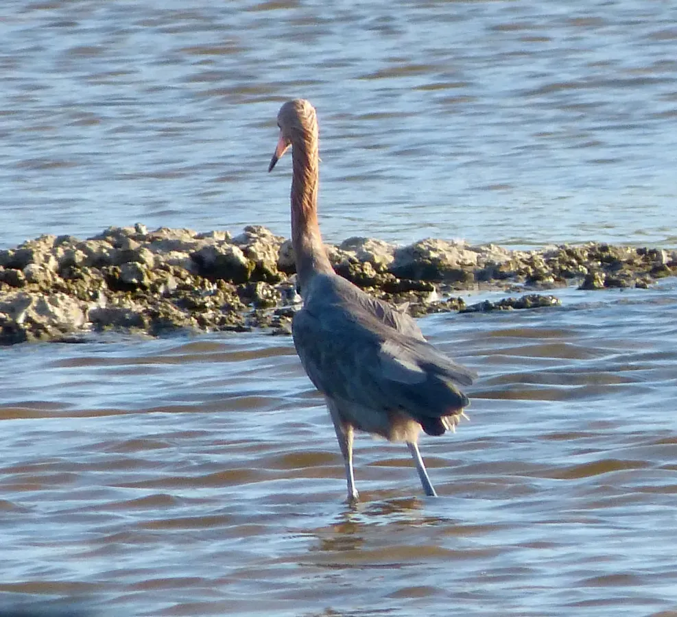 File:Reddish Egret . Egretta rufescens - Flickr - gailhampshire (1).jpg