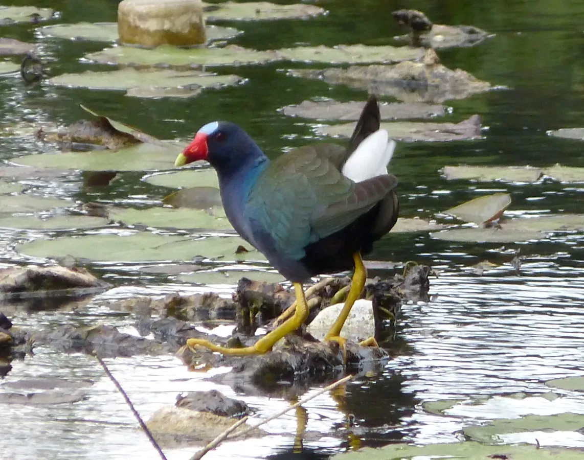 File:Purple Gallinule Porphyrio martinica - Flickr - gailhampshire.jpg