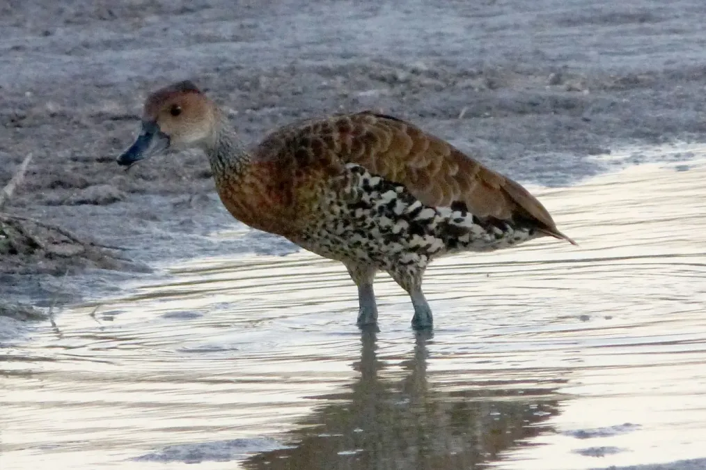 File:West Indian Whistling Duck (Dendrocygna arborea), Cayo Coco, Cuba (3).jpg