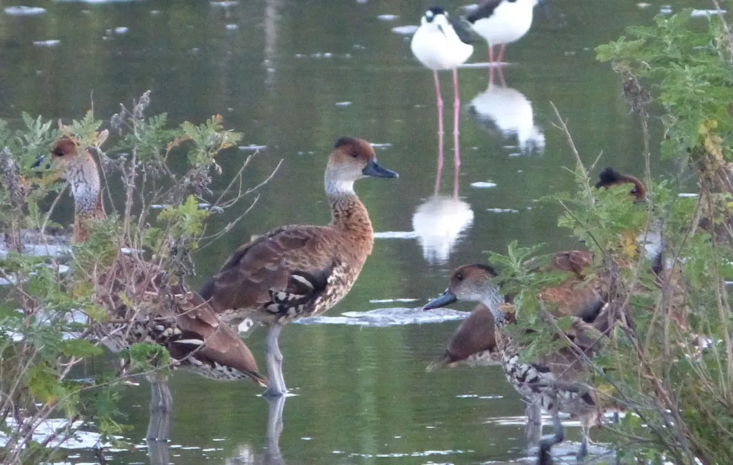 File:West Indian Whistling Duck (Dendrocygna arborea), Cayo Coco, Cuba (1).jpg