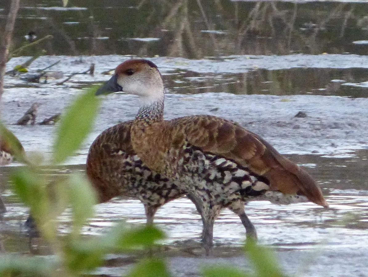 File:West Indian Whistling Duck (Dendrocygna arborea), Cayo Coco, Cuba (2).jpg