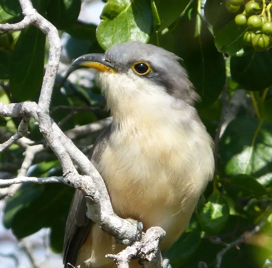File:Mangrove Cuckoo . Coccyzus minor - Flickr - gailhampshire.jpg