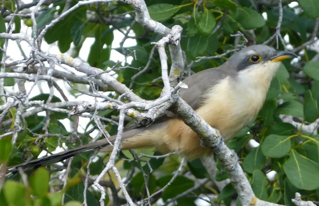 File:Mangrove Cuckoo . Coccyzus minor - Flickr - gailhampshire (1).jpg