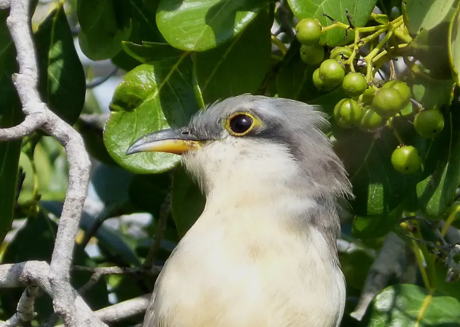 File:Mangrove Cuckoo . Coccyzus minor - Flickr - gailhampshire (2).jpg