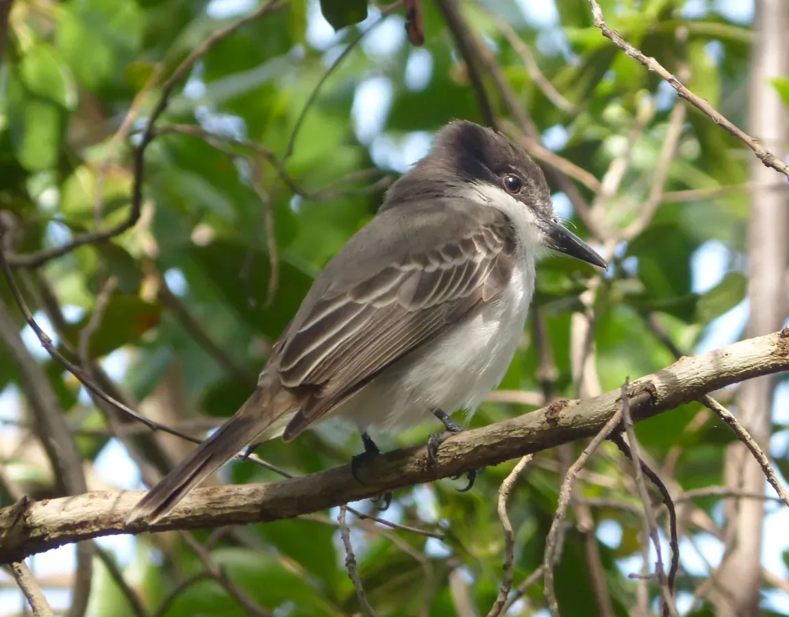 File:Loggerhead Kingbird .Tyrannus caudifasciatus - Flickr - gailhampshire (1).jpg