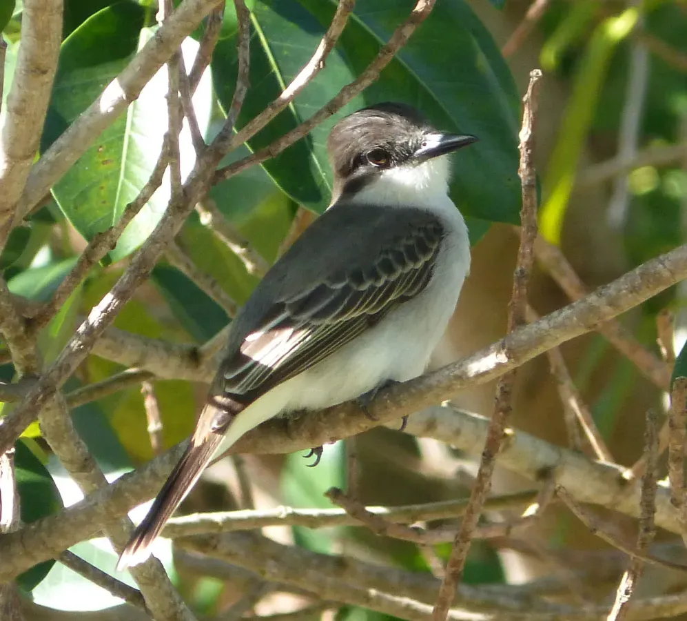 File:Loggerhead Kingbird .Tyrannus caudifasciatus - Flickr - gailhampshire (2).jpg