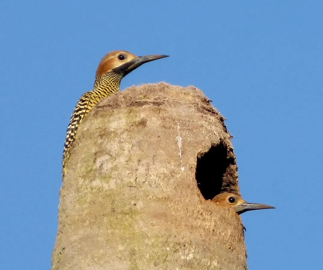 File:Fernandina's Flicker. Colaptes fernandinae, Endemic - Flickr - gailhampshire.jpg