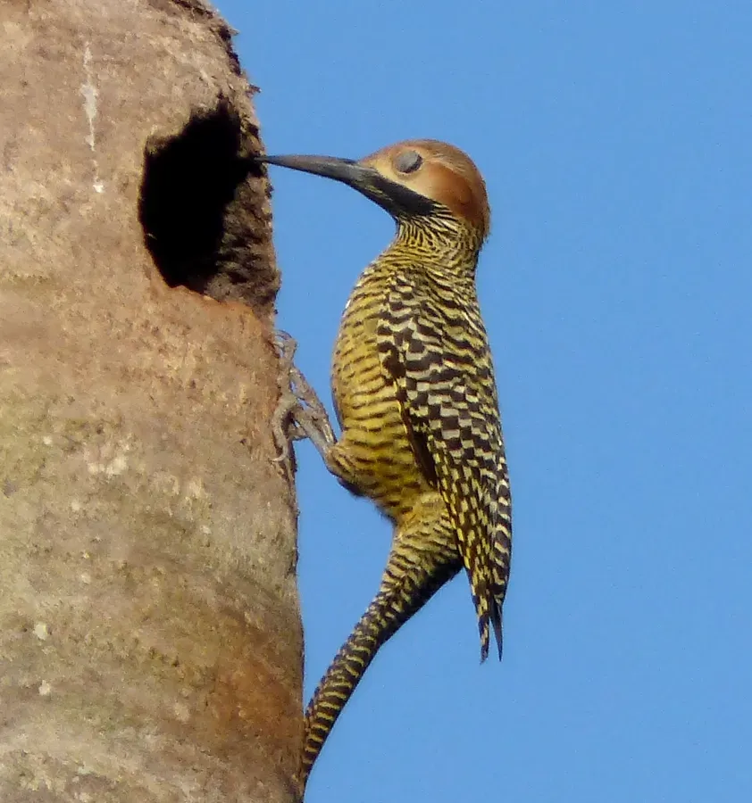 File:Male. Fernandina's Flicker. Colaptes fernandinae, Endemic - Flickr - gailhampshire.jpg