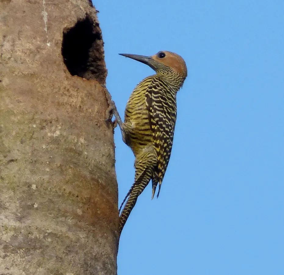File:Female. Fernandina's Flicker. Colaptes fernandinae, Endemic - Flickr - gailhampshire.jpg