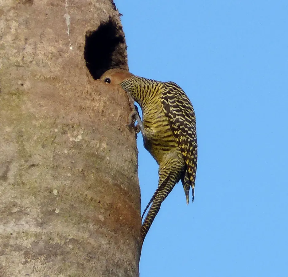 File:Fernandina's Flicker. Colaptes fernandinae, Endemic - Flickr - gailhampshire (1).jpg