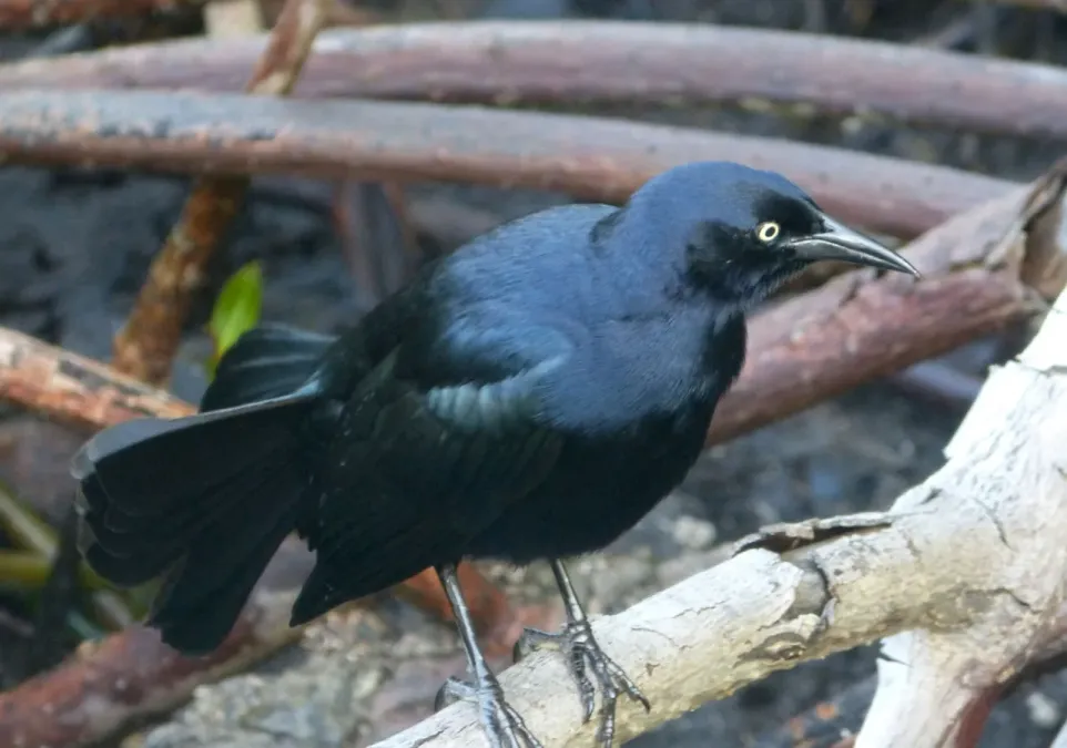 File:Greater Antillean Grackle. Quiscalus niger - Flickr - gailhampshire.jpg