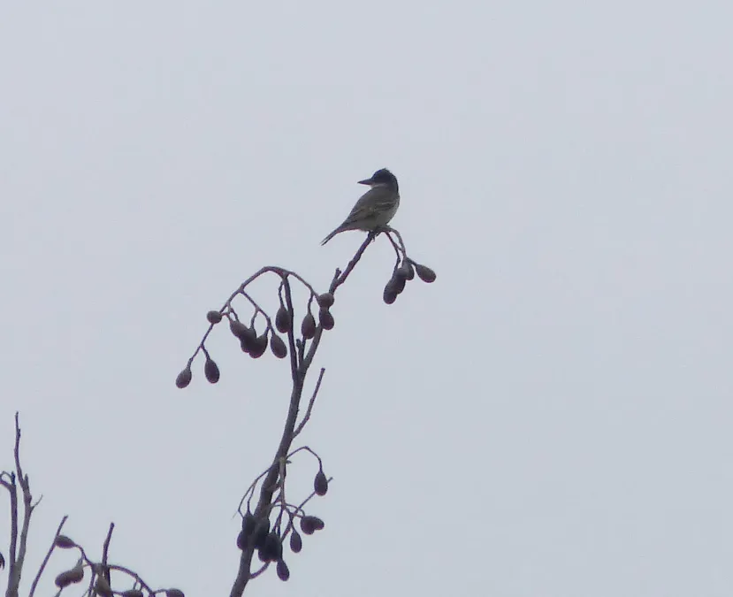 File:Giant Kingbird. Tyrannus cubensis. Endemic - Flickr - gailhampshire.jpg