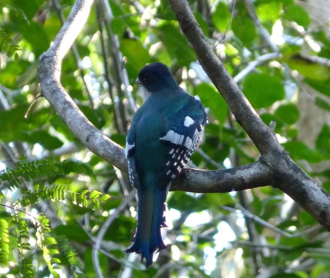 File:Cuban Trogon, Priotelus temnurus - Flickr - gailhampshire (2).jpg