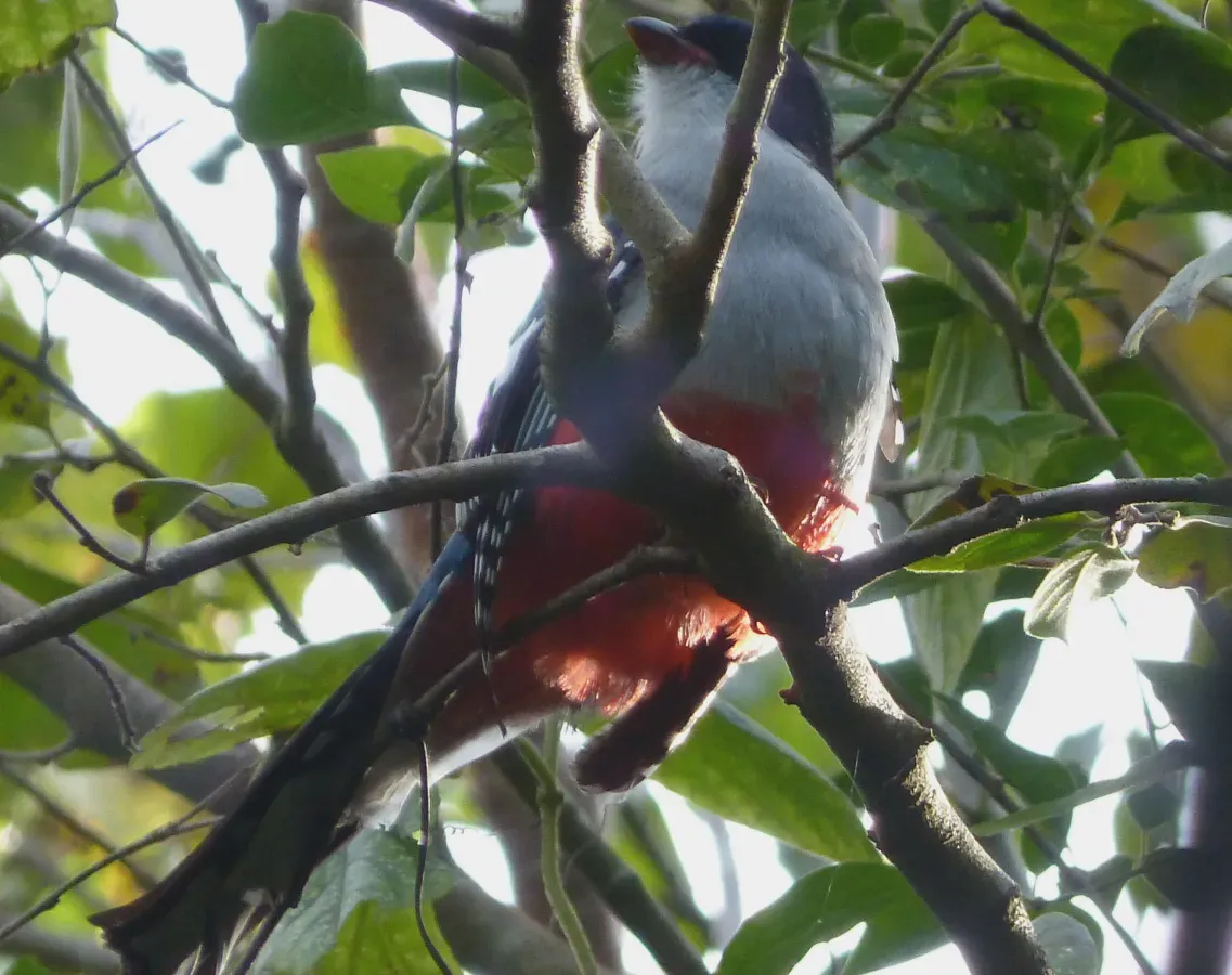File:Cuban Trogon, Priotelus temnurus - Flickr - gailhampshire (3).jpg