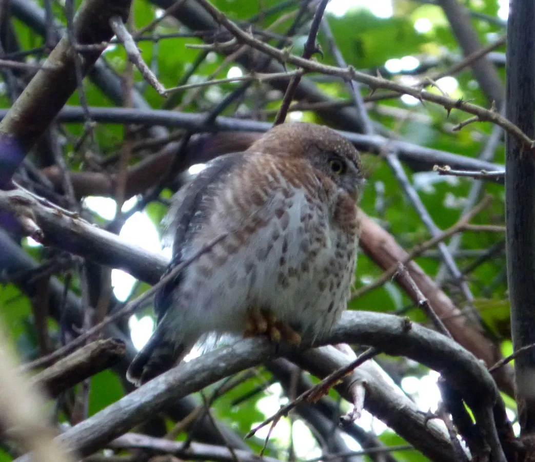 File:Cuban Pigmy-Owl. Glaucidium siju. Endemic - Flickr - gailhampshire (1).jpg