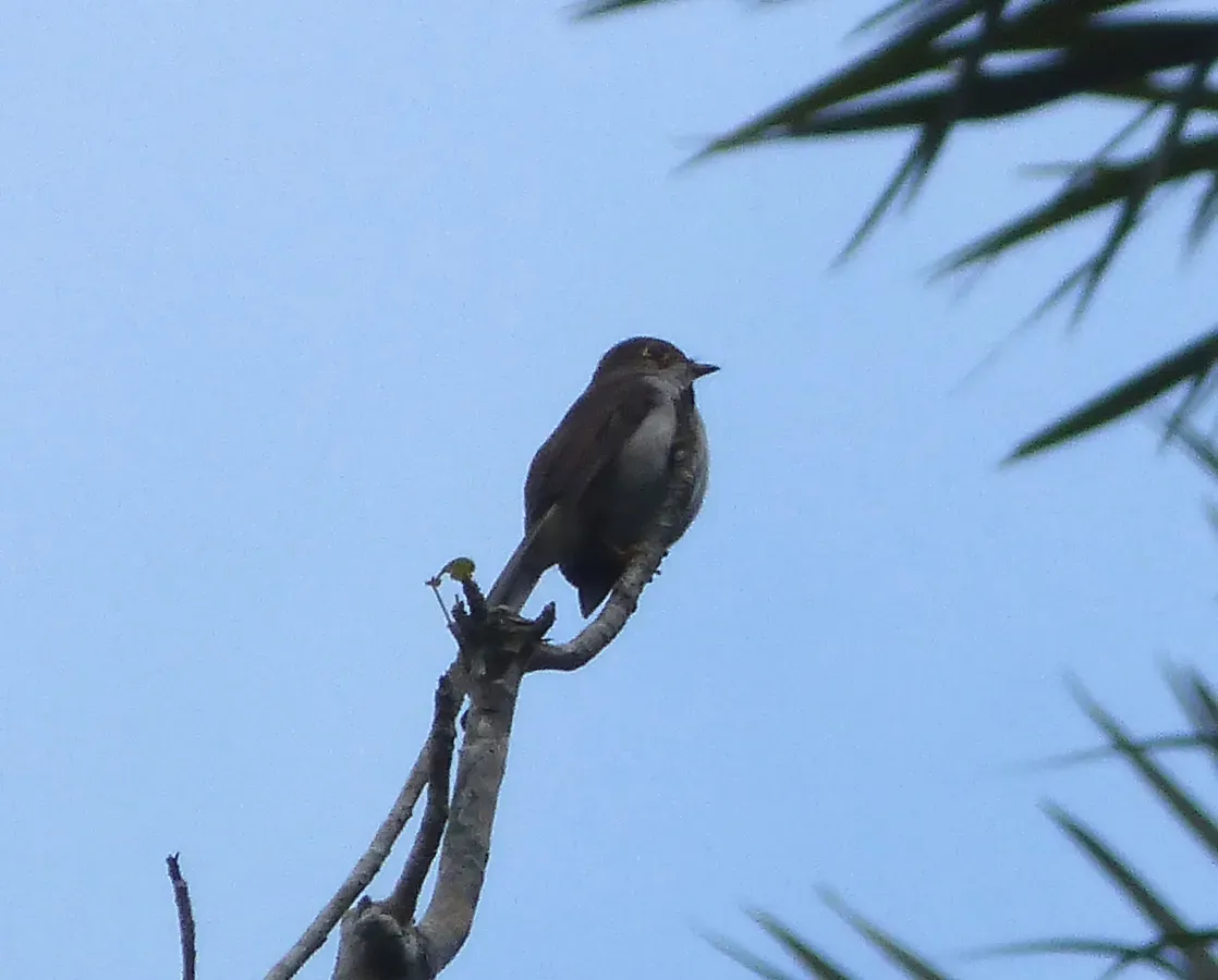 File:Cuban Solitaire. Myadestes elisabeth. Endemic - Flickr - gailhampshire.jpg