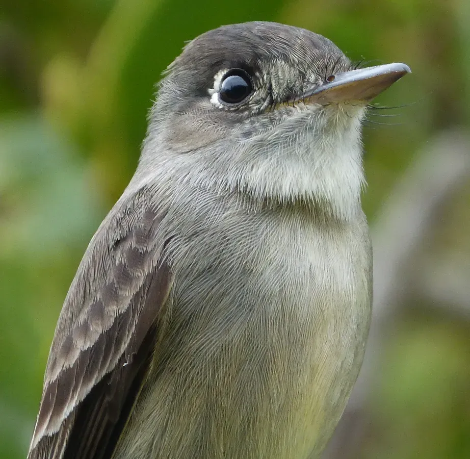 File:Crescent-eyed Peewee. Contopus caribaeus - Flickr - gailhampshire.jpg