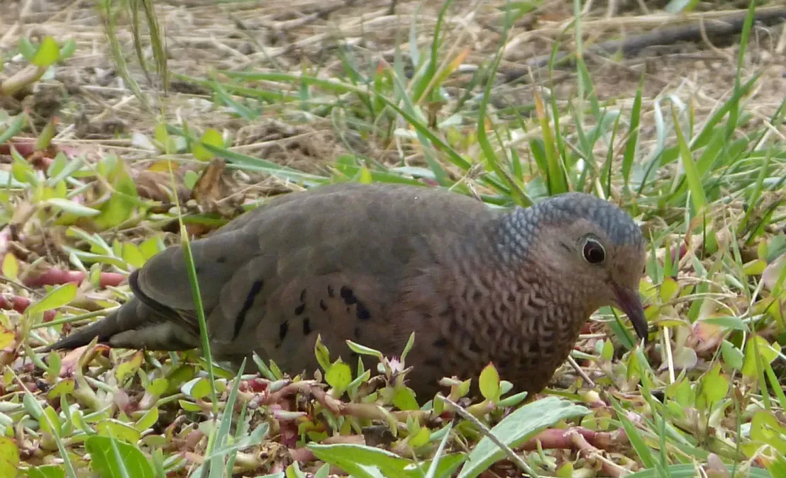 File:Common Ground Dove. Columbina passerina (2) - Flickr - gailhampshire.jpg