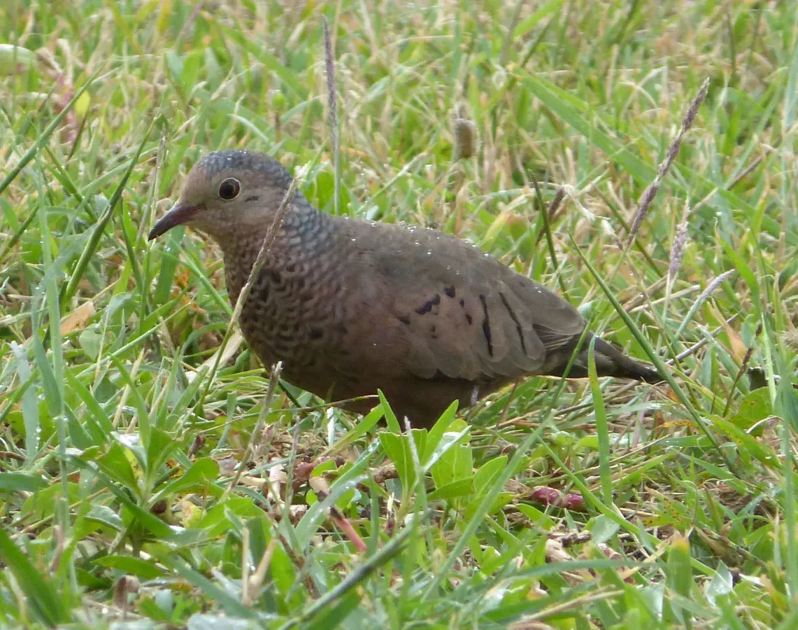File:Common Ground Dove. Columbina passerina (1) - Flickr - gailhampshire.jpg