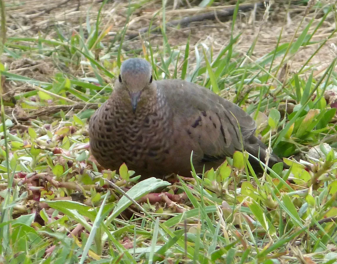 File:Common Ground Dove. Columbina passerina - Flickr - gailhampshire (1).jpg