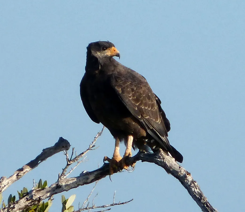 File:Common Black Hawk . Buteogallus anthracinus - Flickr - gailhampshire.jpg