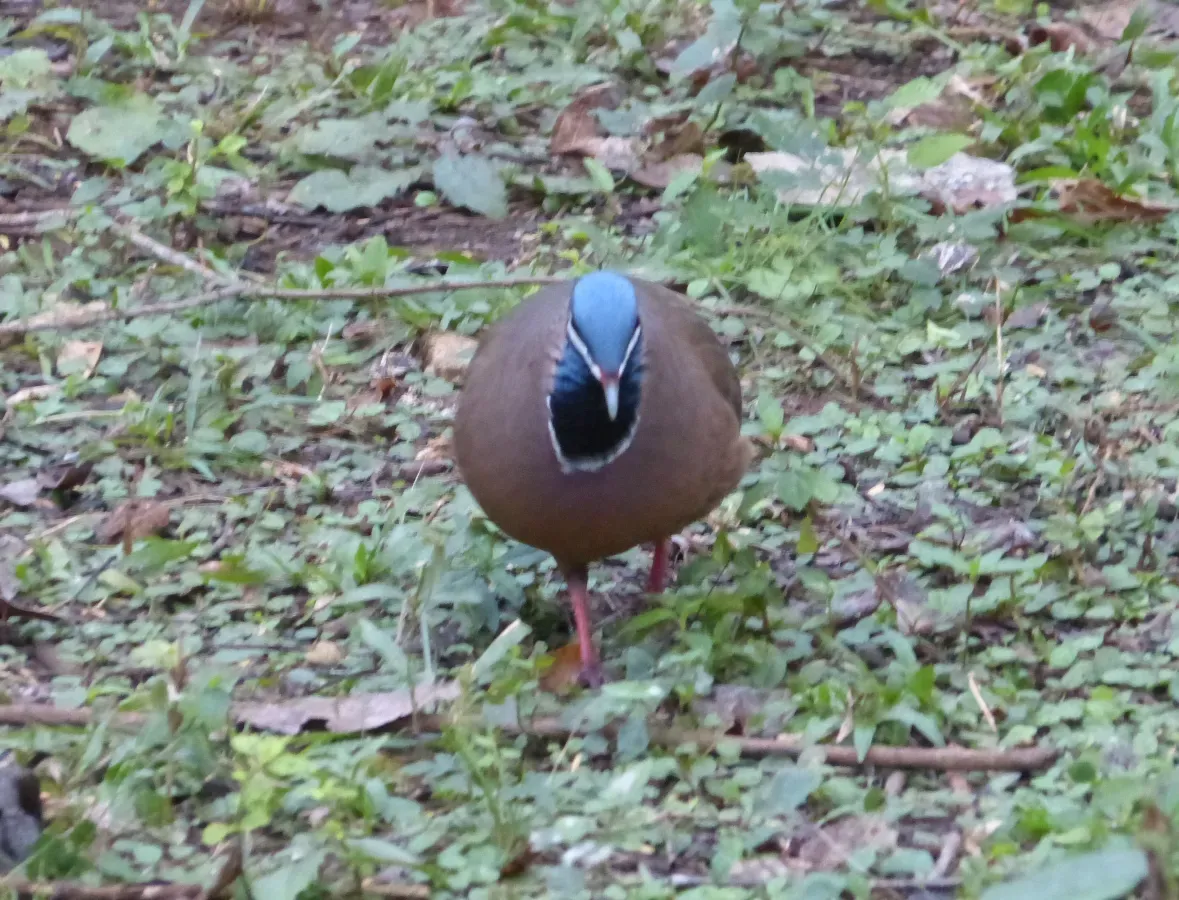 File:Blue-headed Quail-dove Starnoenas cyanocephala - Flickr - gailhampshire (1).jpg
