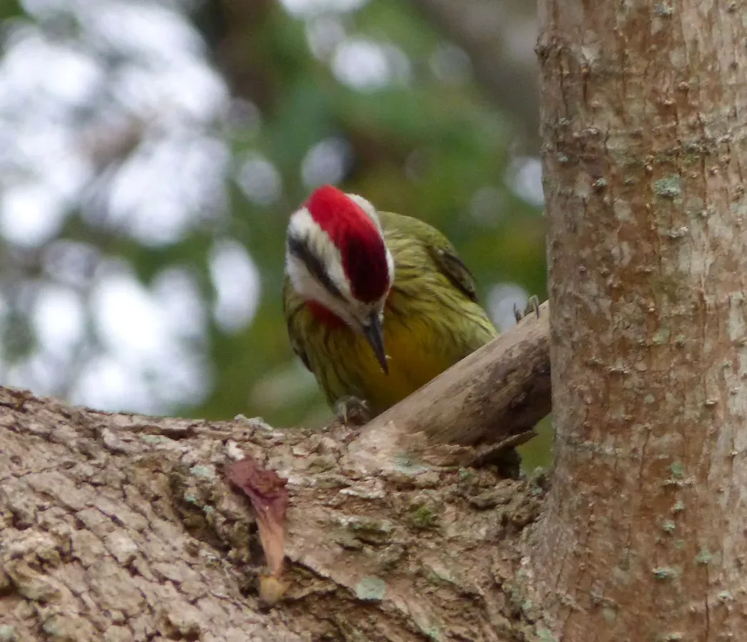 File:Cuban Green Woodpecker. Xiphidiopicus percussus - Flickr - gailhampshire (1).jpg