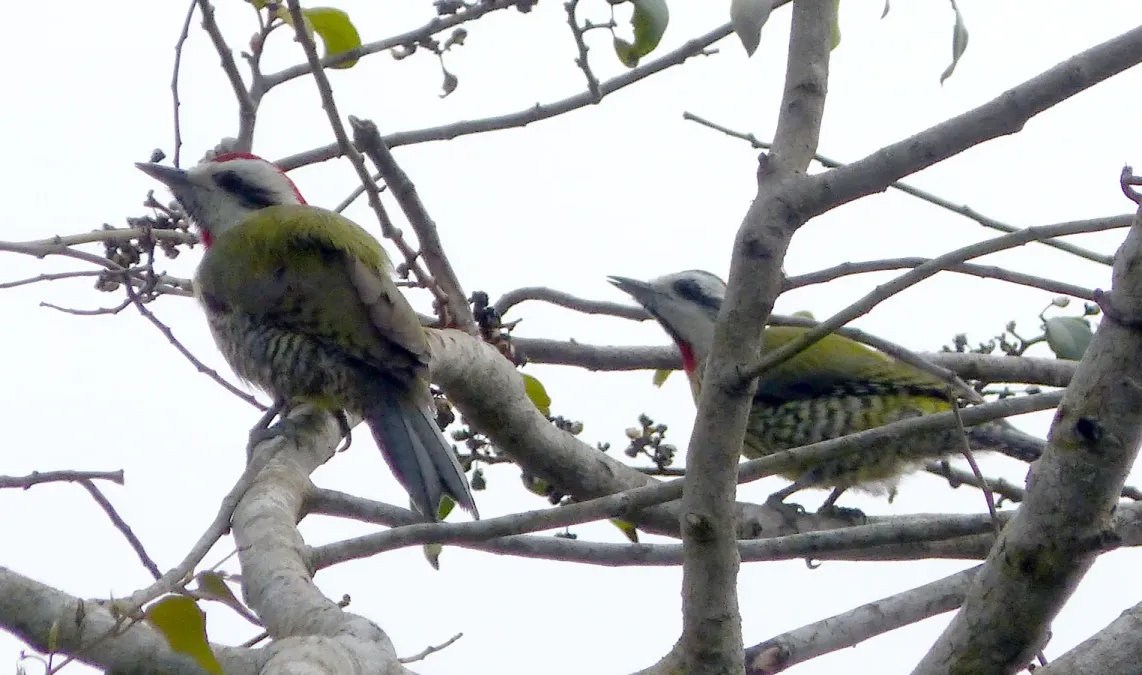 File:Cuban Green Woodpeckers. Xiphidiopicus percussus - Flickr - gailhampshire.jpg