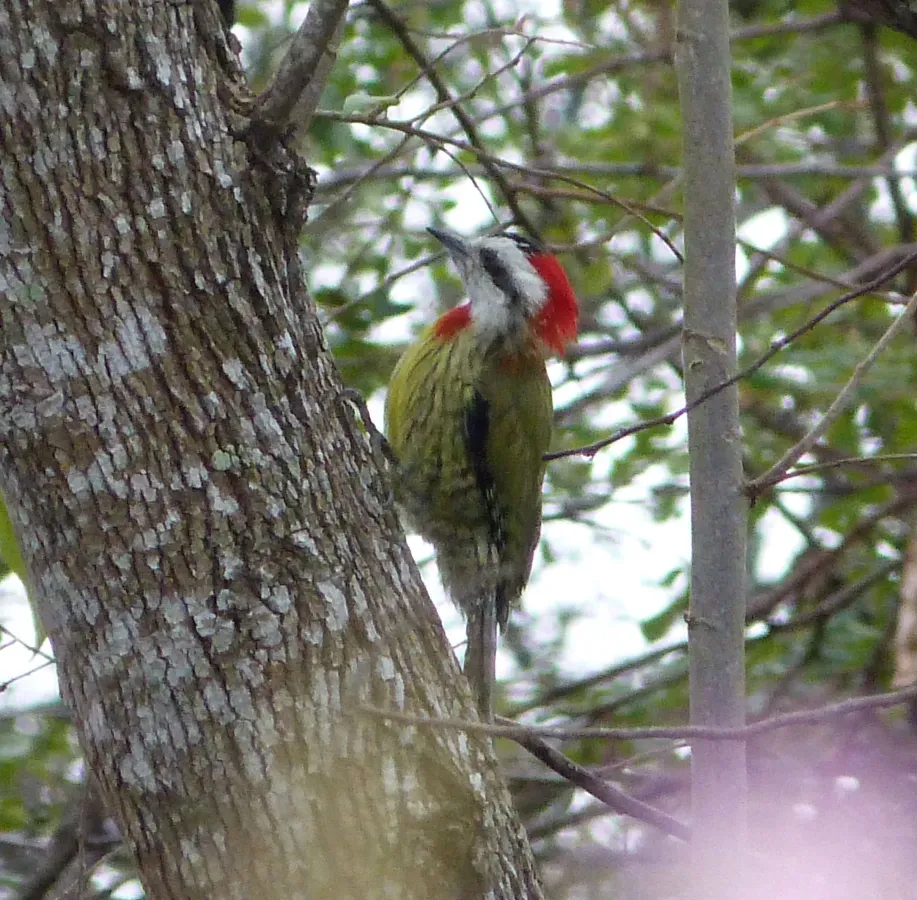 File:Cuban Green Woodpecker. Xiphidiopicus percussus - Flickr - gailhampshire (3).jpg