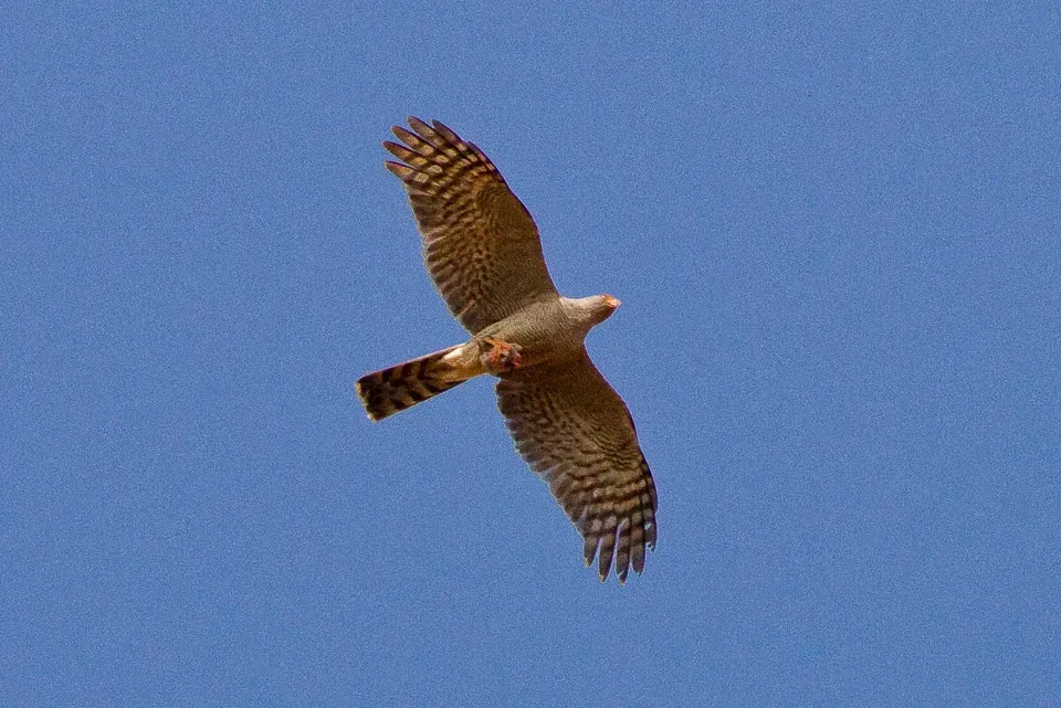 File:Accipiter ovampensis.jpg