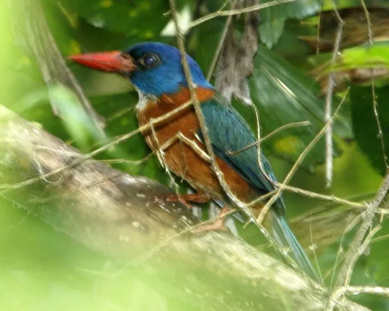File:Green-backed Kingfisher (Actenoides monachus).jpg
