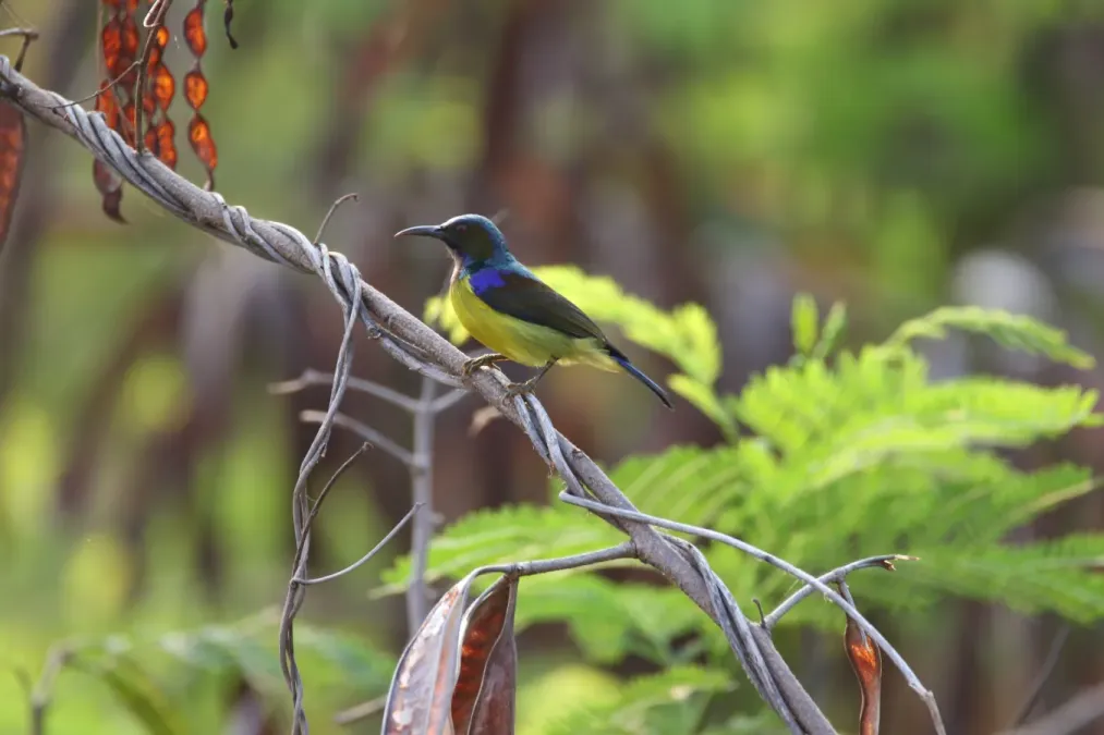 File:Male brown-throated sunbird (Anthreptes malacensis) in South Jakarta, Indonesia.jpg